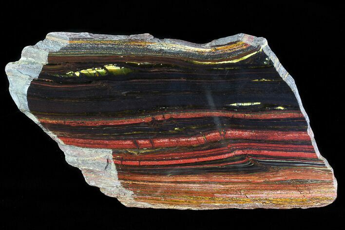 Polished Tiger Iron Stromatolite - ( Billion Years) #75846